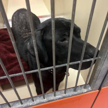 Daxx -  Mixed Breed Dog for Adoption in Philadelphia, Pennsylvania - Daxx | PetCurious