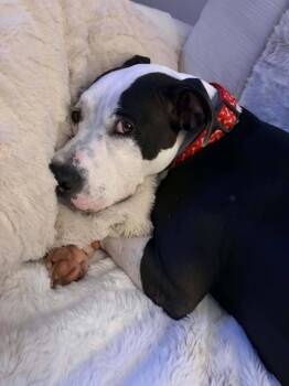 Wendy -  Pit Bull Terrier Dog for Adoption in Wantagh, New York - Wendy | PetCurious