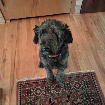 Darcy Courtesy Listing -  Miniature Poodle and Shetland Sheepdog Sheltie Dog for Adoption in Midland, Michigan - Darcy Courtesy Listing | PetCurious
