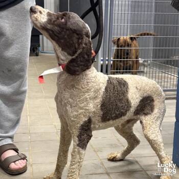 Poodle Dogs Available for Adoption in Washington, District Of Columbia - Orson | PetCurious