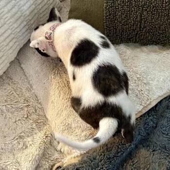 Mixed Breed Dogs Available for Adoption - River | PetCurious