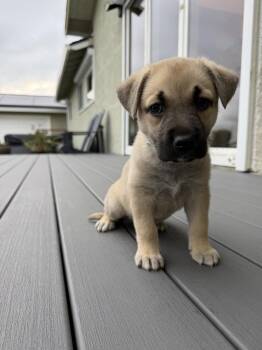 German Shepherd Dog and Pit Bull Terrier Dogs Available for Adoption in Pleasant Hill, California - Triumph | PetCurious