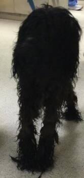 SHEILA -  Terrier and Mixed Breed Dog for Adoption in Riverside, California - SHEILA | PetCurious