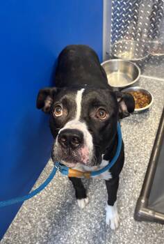 Cade -  Boxer and Mixed Breed Dog for Adoption in White Cloud, Michigan - Cade | PetCurious