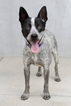 Stallone -  Mixed Breed Dog for Adoption in Longmont, Colorado - Stallone | PetCurious