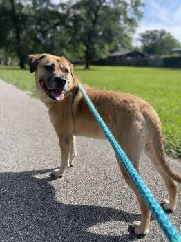 Rescue Black Mouth Cur Dogs for Adoption in Spring, Texas - Link | PetCurious