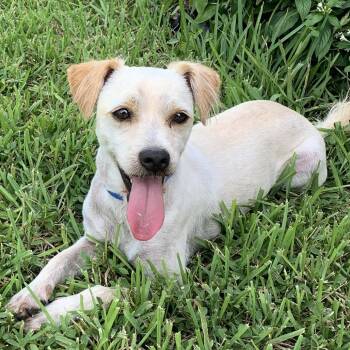 Chihuahua Dogs Available for Adoption - Leon | PetCurious