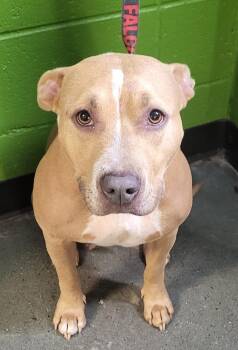 Ic- 3c -  Pit Bull Terrier Dog for Adoption in Lawrenceville, Georgia - Ic- 3c | PetCurious