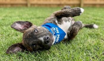 Archie -  Mountain Cur and Mixed Breed Dog for Adoption in Crown Point, Indiana - Archie | PetCurious