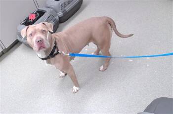 DOZJA -  Boxer and Mixed Breed Dog for Adoption in Omaha, Nebraska - DOZJA | PetCurious