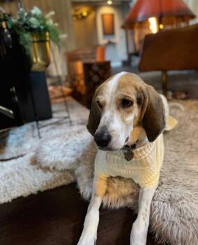 Coonhound Dogs Available for Adoption - Walker | PetCurious