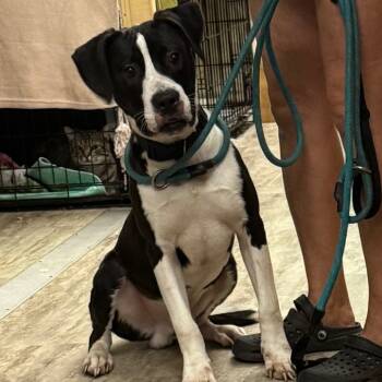 Rescue Mixed Breed Dogs for Adoption in Hinesville, Georgia - Kole | PetCurious