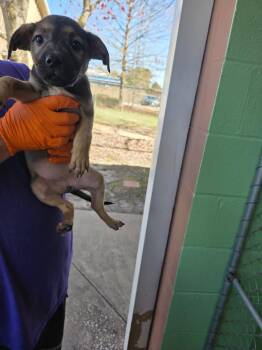 Black Mouth Cur and Labrador Retriever Dogs Available for Adoption - Spurtle | PetCurious