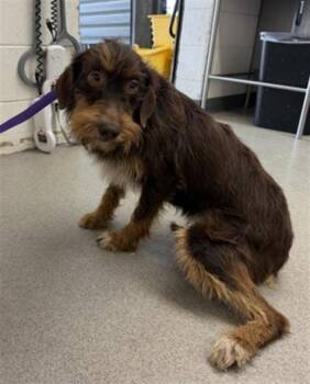 MAKENNA -  Airedale Terrier and Dachshund Dog for Adoption in San Bernardino, California - MAKENNA | PetCurious