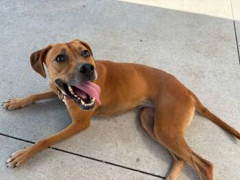 Shyanne -  Mixed Breed Dog for Adoption in Seward, Nebraska - Shyanne | PetCurious