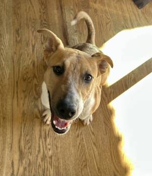 Rescue Terrier Dogs for Adoption in Lafayette, Colorado - Little Bear | PetCurious