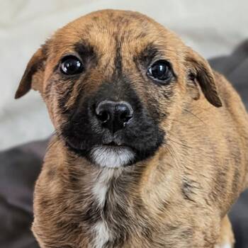 Mixed Breed Dogs Available for Adoption - Remi | PetCurious