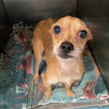 Attributes -  Mixed Breed Dog for Adoption in Memphis, Tennessee - Attributes | PetCurious