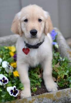 Golden Retriever Dogs Available for Adoption - Tanner | PetCurious