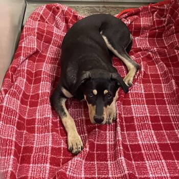 Mo -  Shepherd and Mixed Breed Dog for Adoption in Flagstaff, Arizona - Mo | PetCurious