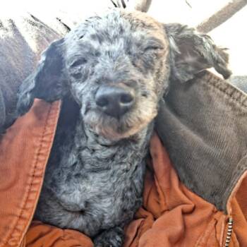 Matty -  Miniature Poodle Dog for Adoption in Dover, Arkansas - Matty | PetCurious