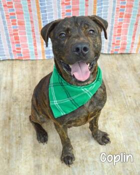 Coplin -  Pit Bull Terrier Dog Available for Adoption in Gautier, Mississippi - Coplin | PetCurious
