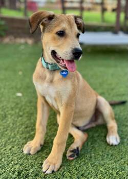 Finn -  Hound Dog for Adoption in Fort Worth, Texas - Finn | PetCurious