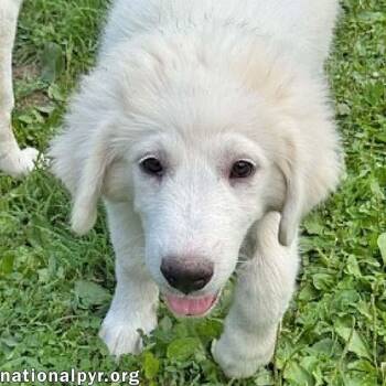 Olaf in OH - A Quiet Charmer -  Great Pyrenees Dog for Adoption in Beacon, New York - Olaf In OH - A Quiet Charmer | PetCurious