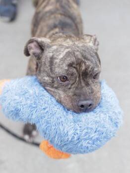 Mixed Breed Dogs Available for Adoption in Chamblee, Georgia - Rhythm | PetCurious
