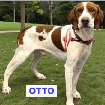 Hound Dogs Available for Adoption - Otto | PetCurious