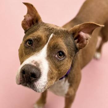 Eve -  Pit Bull Terrier and Mixed Breed Dog for Adoption in Kim, Colorado - Eve | PetCurious