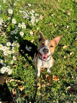 Jitterbug -  Mixed Breed Dog for Adoption in Myerstown, Pennsylvania - Jitterbug | PetCurious