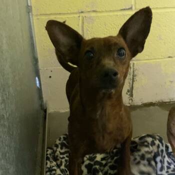 Rescue Beagle Dogs for Adoption in Northbrook, Illinois - Bash | PetCurious