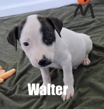Walter -  Terrier and Hound Dog for Adoption in Irwin, Pennsylvania - Walter | PetCurious