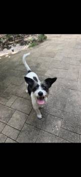 Joy -  Terrier Dog for Adoption in Richmond, Texas - Joy | PetCurious