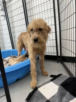 Rescue Wheaten Terrier and Mixed Breed Dogs for Adoption - Gamora | PetCurious