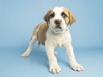 Pit Bull Terrier Dogs Available for Adoption in Phoenix, Arizona - COPPER | PetCurious