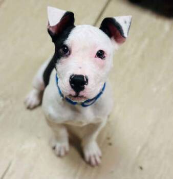 Mixed Breed Dogs Available for Adoption in West Chester, Pennsylvania - Loomis | PetCurious