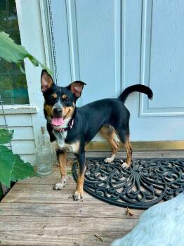 Molly -  Australian Cattle Dog Blue Heeler Dog for Adoption in Manhattan, Kansas - Molly | PetCurious