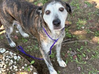 Rescue Pit Bull Terrier and Mixed Breed Dogs for Adoption in Tulsa, Oklahoma - NIBBLER | PetCurious