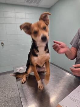 Bluey -  Terrier Dog for Adoption in Athens, Tennessee - Bluey | PetCurious