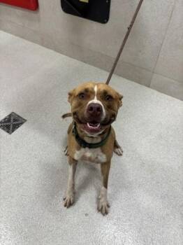 Teddy -  Pit Bull Terrier and Mixed Breed Dog for Adoption in Honolulu, Hawaii - Teddy | PetCurious