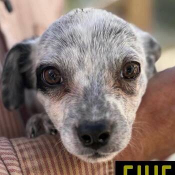 Chihuahua and Cattle Dog Dogs Available for Adoption - Fiyero | PetCurious