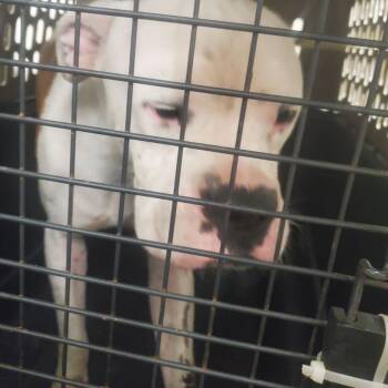 Mixed Breed Dogs Available for Adoption - Fancy Spider | PetCurious