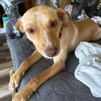 Labrador Retriever and Hound Dogs Available for Adoption - Joshua | PetCurious