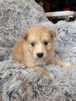 Border Collie Dogs Available for Adoption - Sugar (AL) | PetCurious