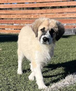 Great Pyrenees Dogs Available for Adoption - Bella Aka Winter | PetCurious