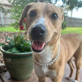 Labrador Retriever and Mixed Breed Dogs Available for Adoption - Delilah | PetCurious