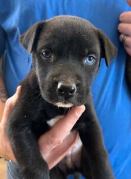 Australian Shepherd Dogs Available for Adoption in Cottonwood, Arizona - Vandyke | PetCurious
