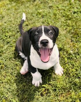 Rescue Pit Bull Terrier Dogs for Adoption in Emporia, Virginia - Pongo | PetCurious